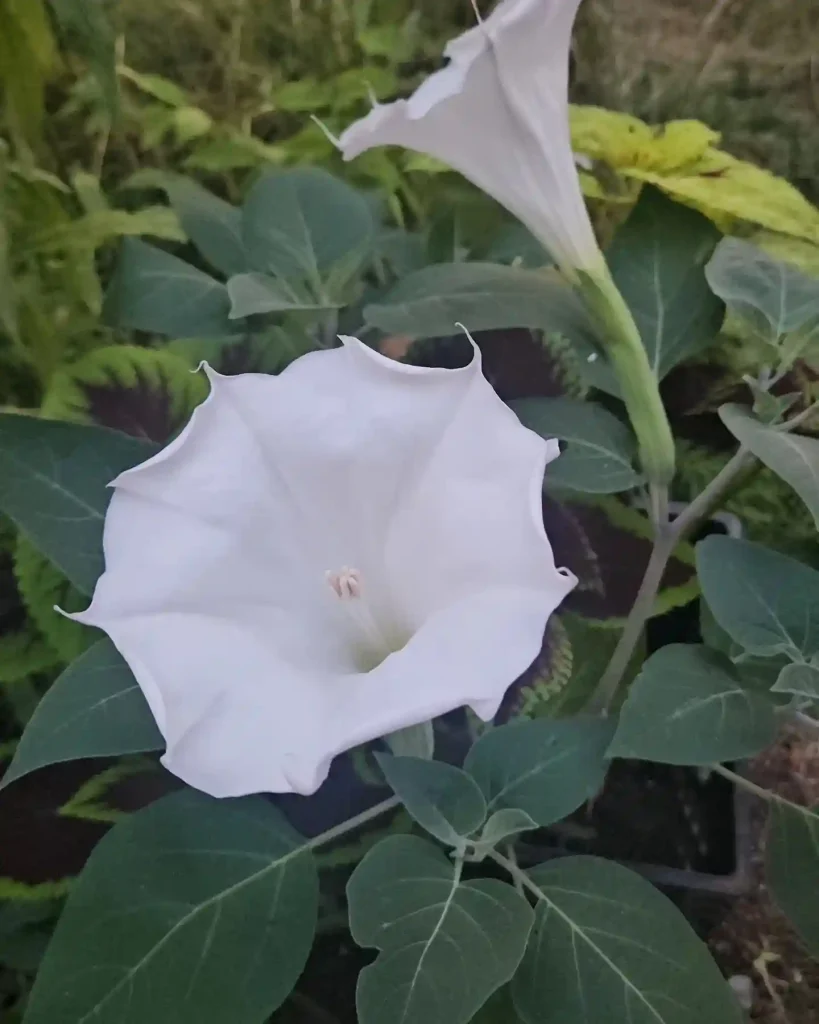 4. Moonflower Ipomoea alba