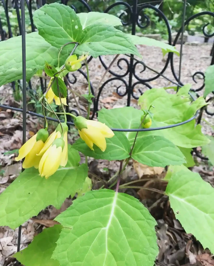 40. Kirengeshoma Kirengeshoma palmata