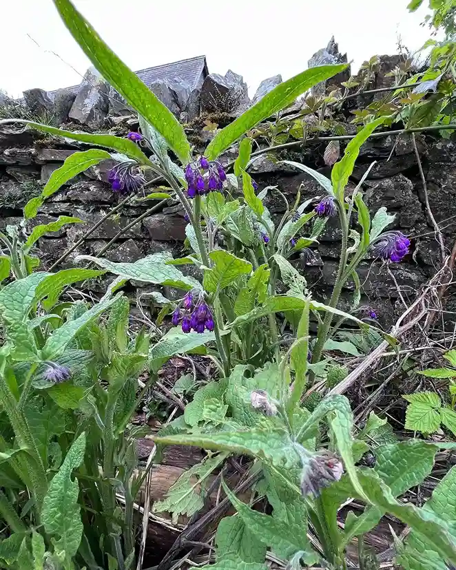 42. Comfrey Symphytum species