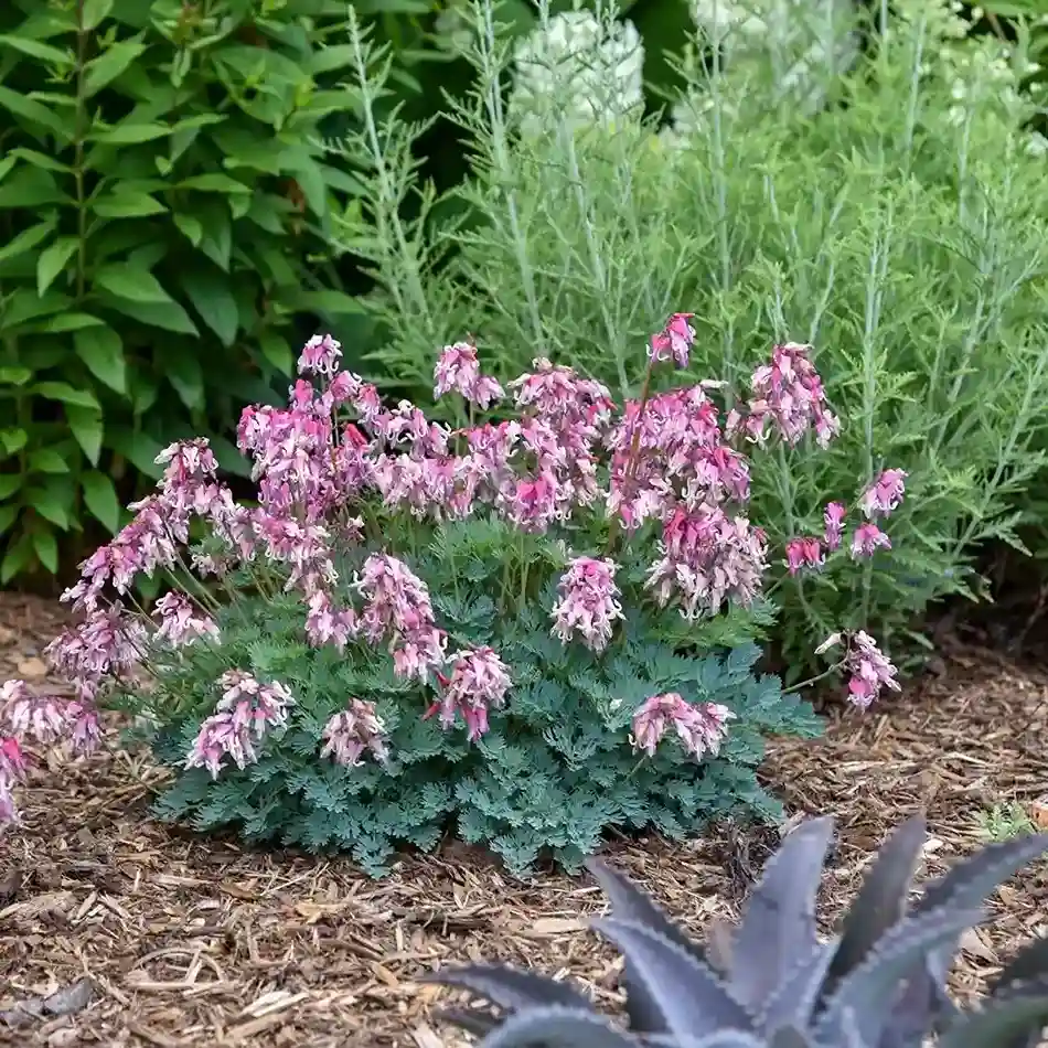 43. Dicentra Dicentra formosa