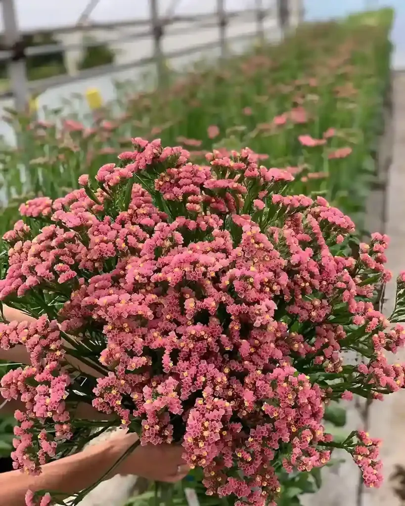 46. Coral Flower — Heucherella Heucherella species