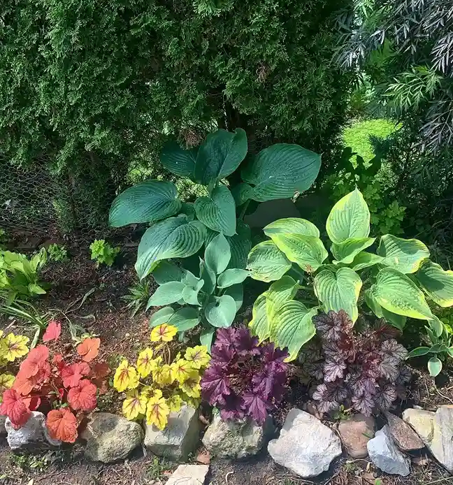 5 Step by Step Hosta Planting Guide