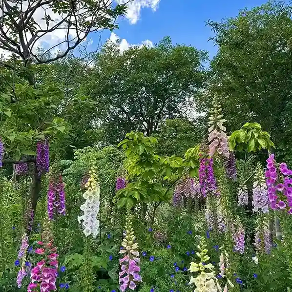 5. Foxglove Digitalis purpurea
