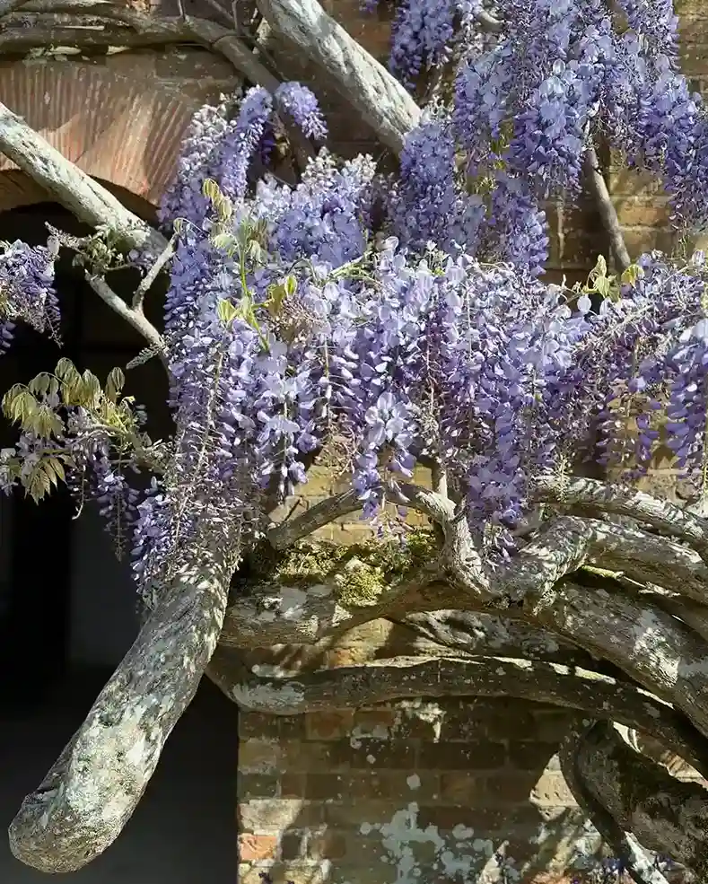 5. Japanese Wisteria Wisteria floribunda