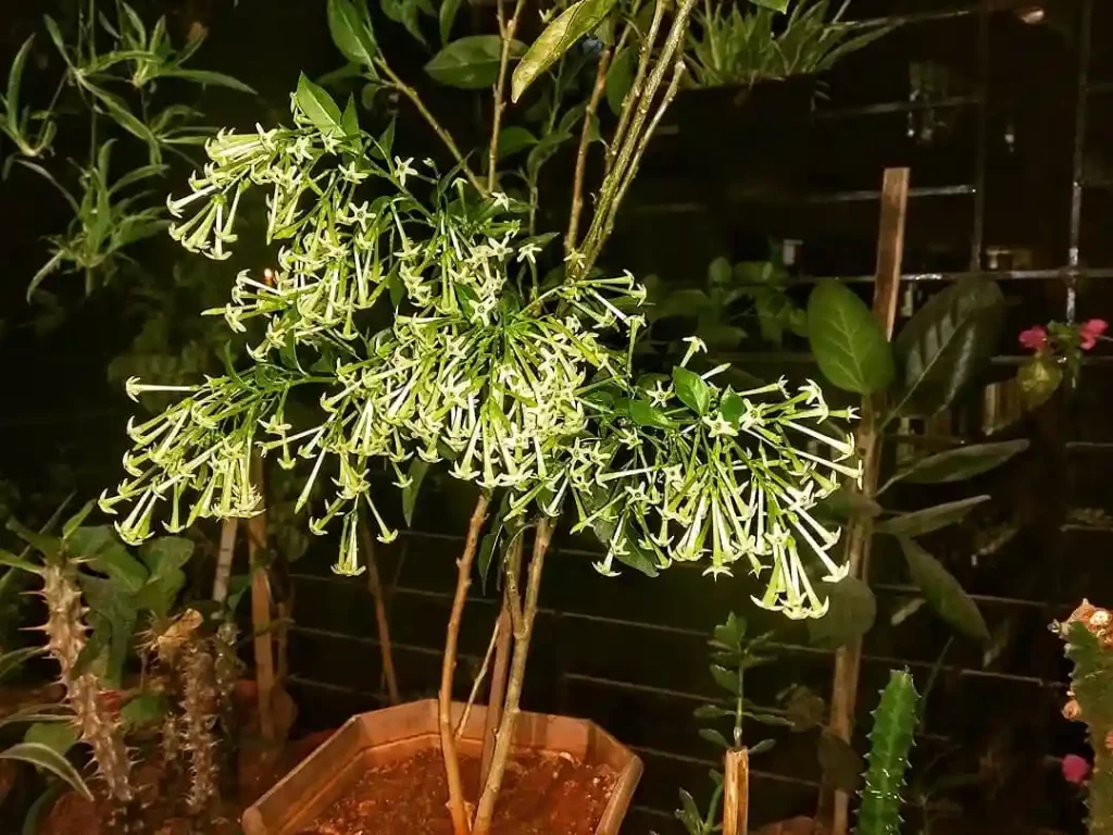5. Night Blooming Jasmine Cestrum nocturnum
