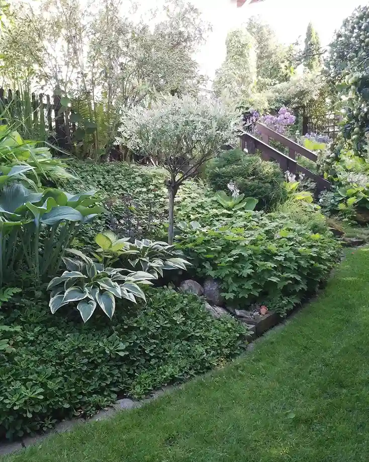 6 Watering and Feeding Your Hosta Plants