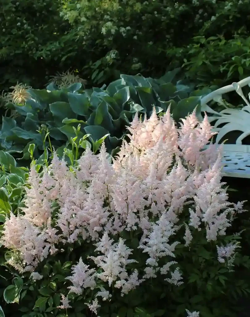 6. Astilbe Astilbe species
