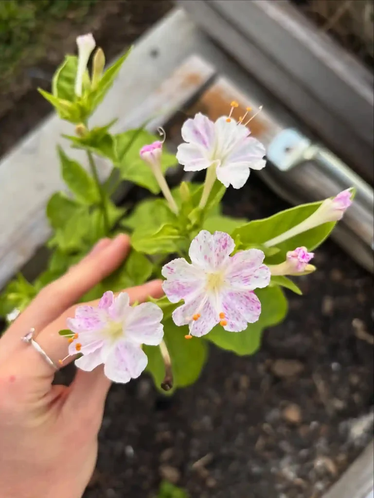 6. Four OClock Flower Mirabilis jalapa