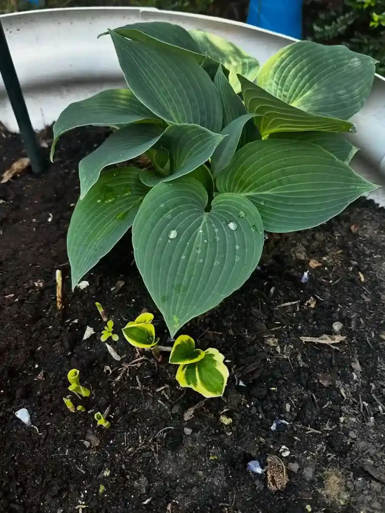 7 Mulching Your Hosta Garden the Right Way