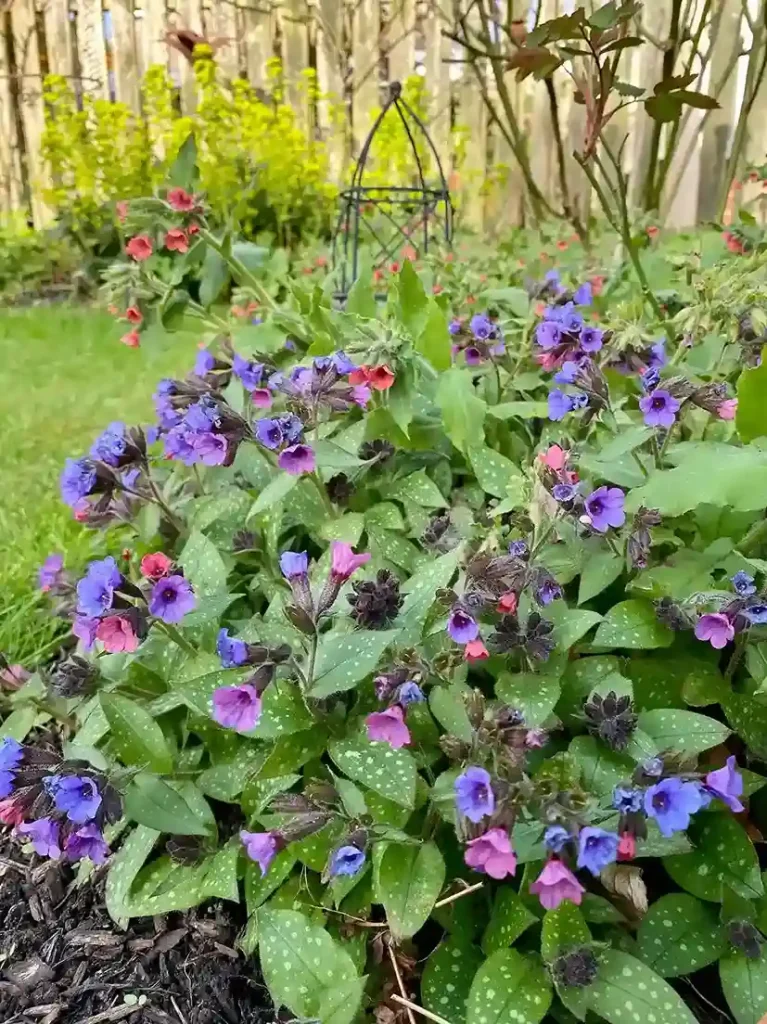 7. Lungwort Pulmonaria officinalis