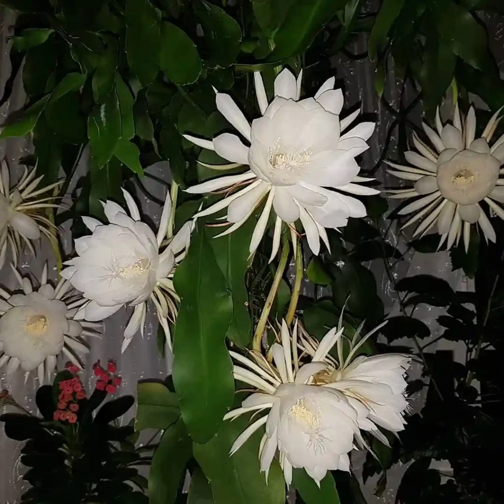7. Night Blooming Cereus Epiphyllum oxypetalum