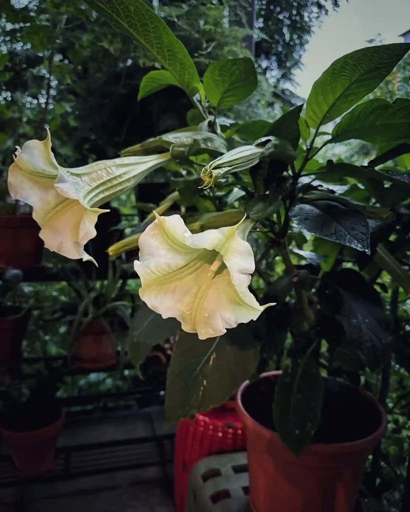 8. Angels Trumpet Brugmansia species
