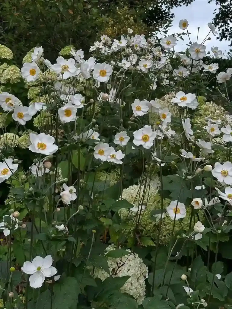 8. Japanese Anemone Anemone hupehensis