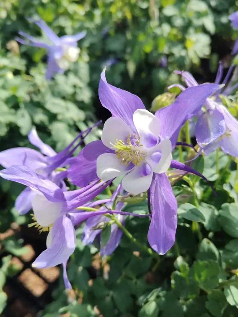 9. Columbine Aquilegia vulgaris