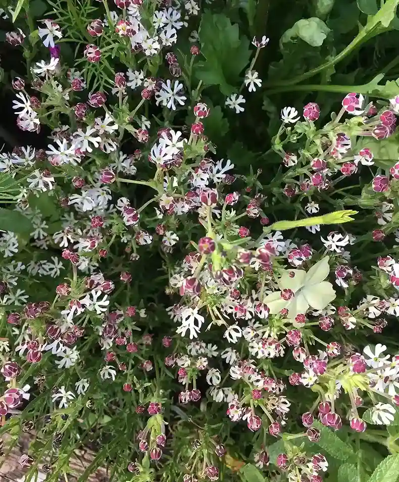 9. Night Phlox Zaluzianskya capensis