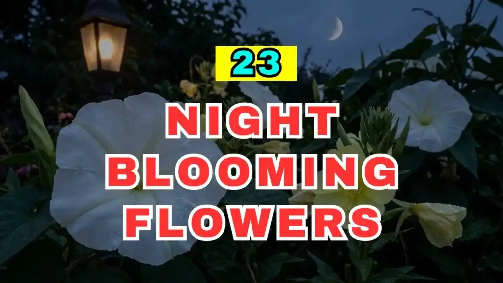 Night Blooming Flowers