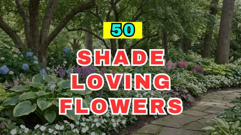 Shade Loving Flowers