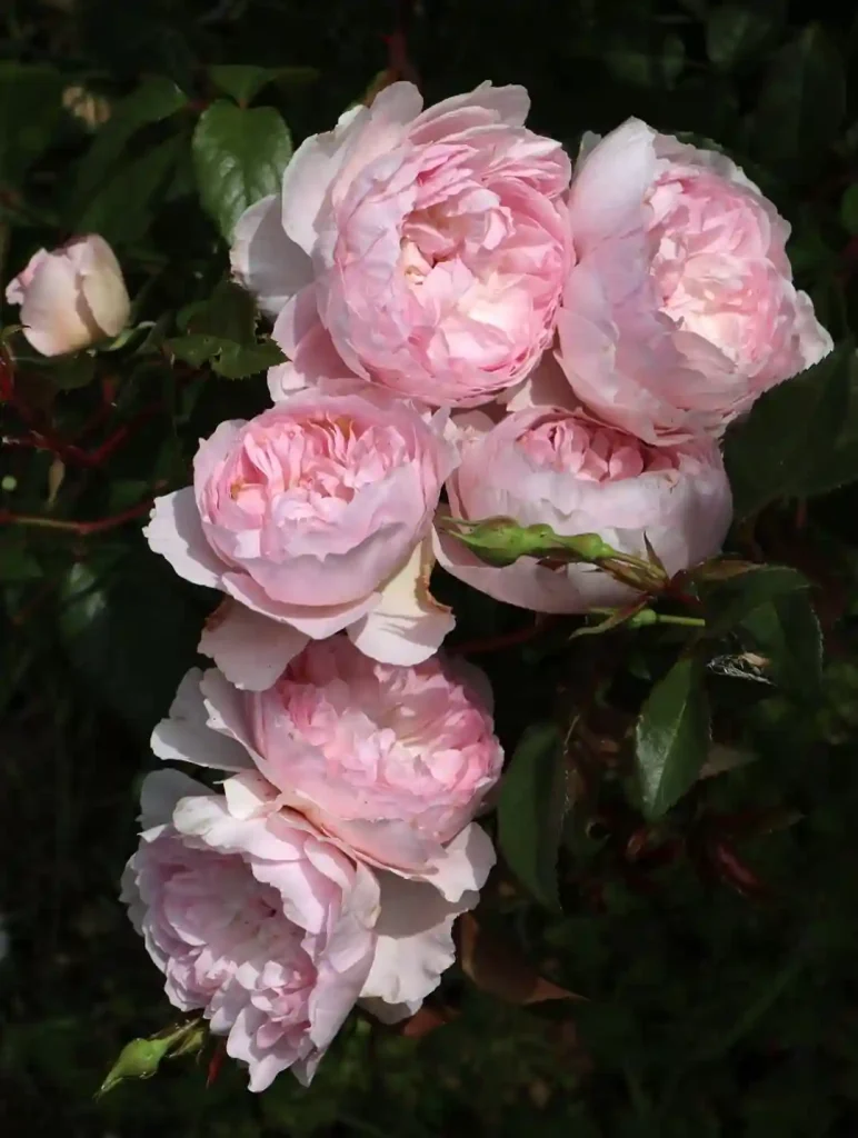 1. Pink Rose Rosa