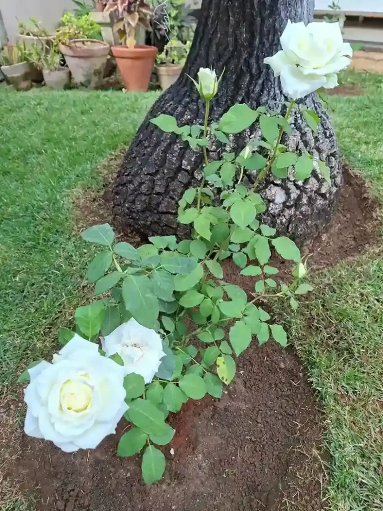 1. White Rose Rosa
