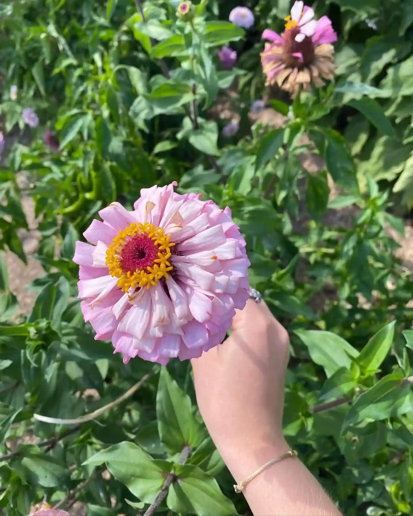 10. Pink Zinnia Zinnia elegans
