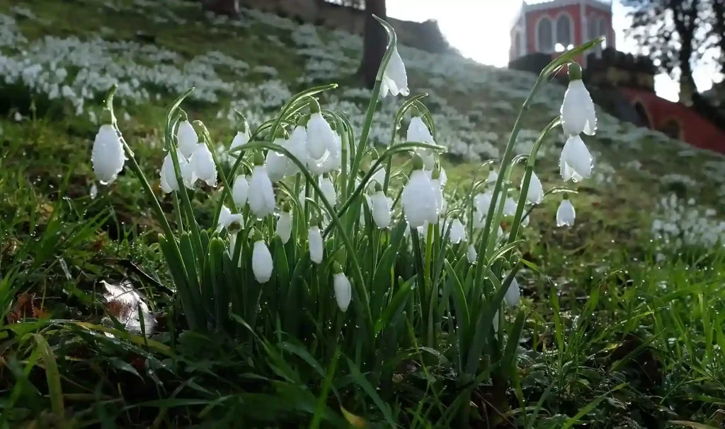 10. Snowdrop Galanthus