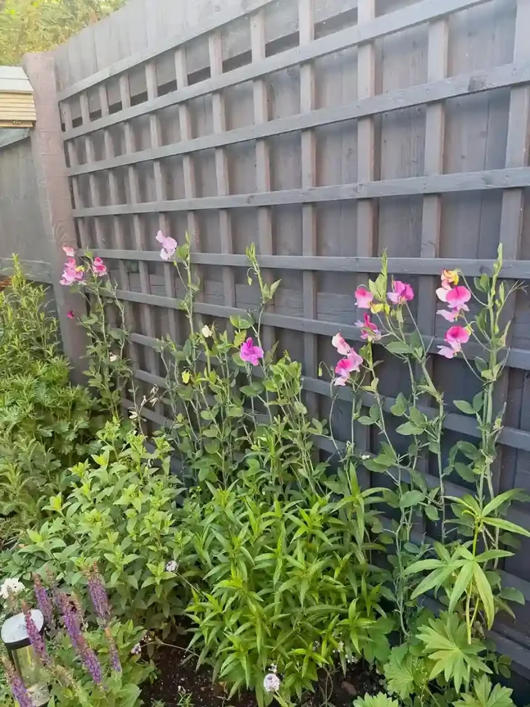 11. Pink Sweet Pea Lathyrus odoratus