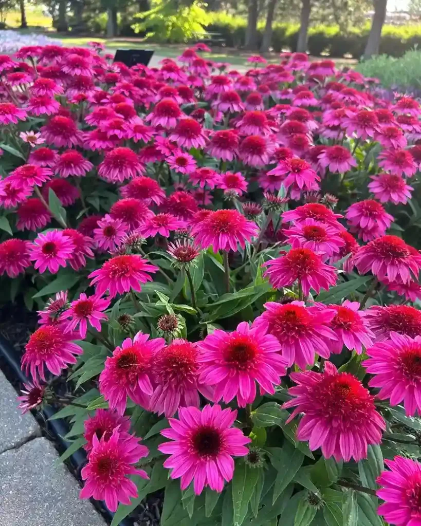 12. Pink Echinacea Echinacea purpurea