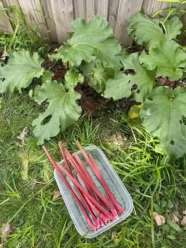 13. How to Start Seeds for a Survival Garden