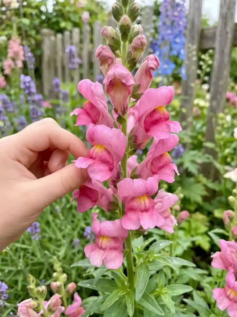 13. Pink Snapdragon Antirrhinum majus