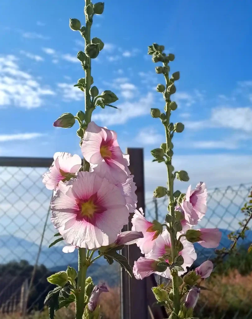 16. Pink Hollyhock Alcea rosea