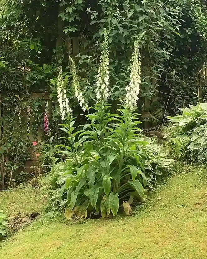 16. White Foxglove Digitalis purpurea Alba