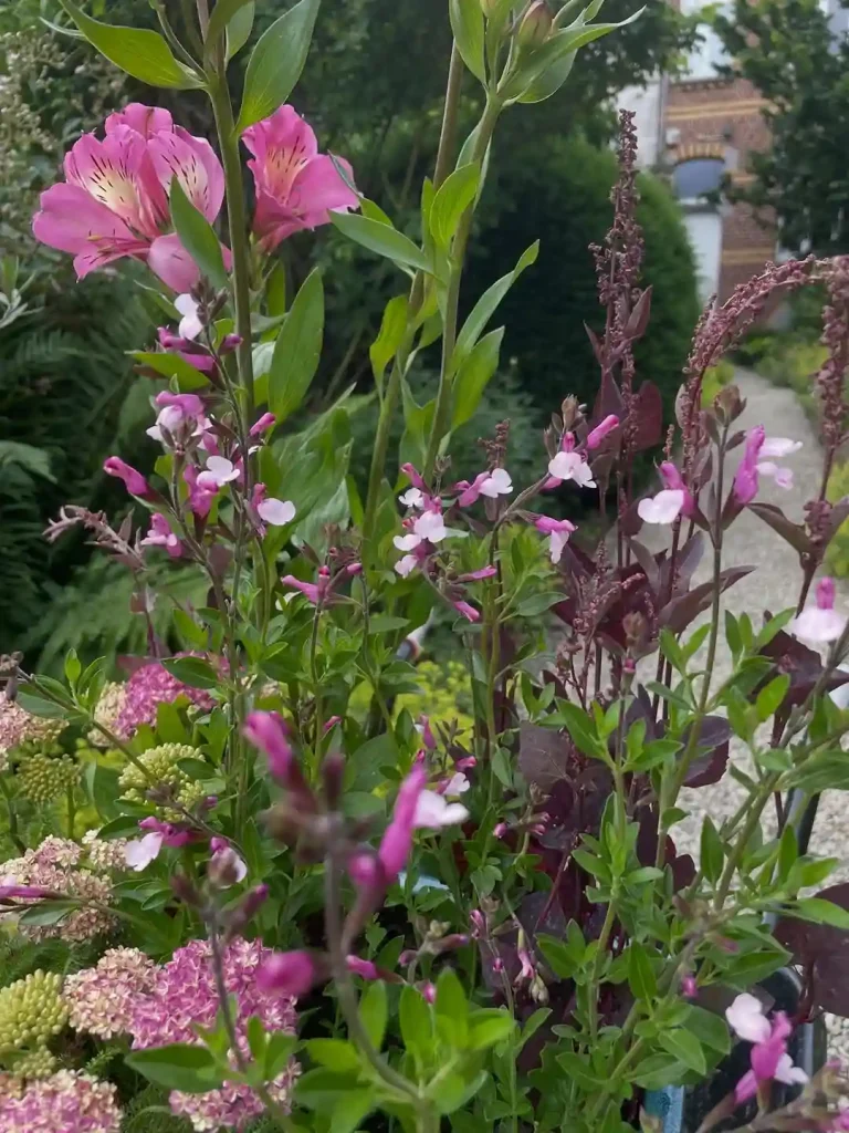 17. Pink Alstroemeria Alstroemeria
