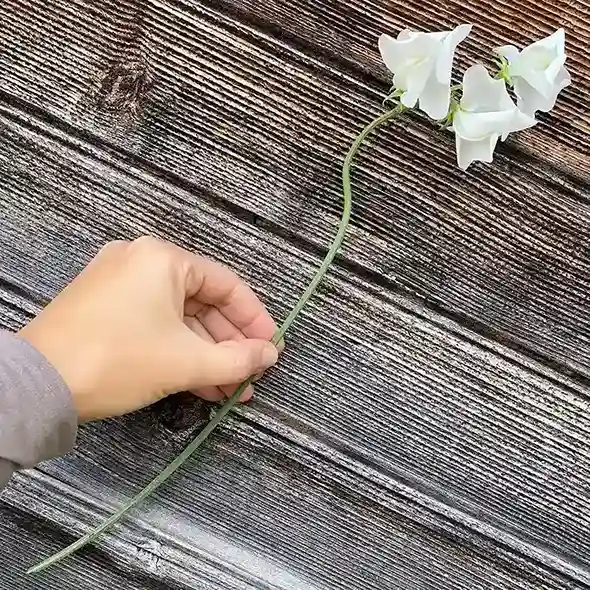 17. White Sweet Pea Lathyrus odoratus