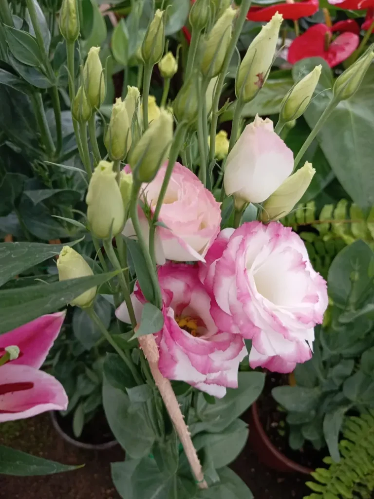 18. Pink Lisianthus Eustoma