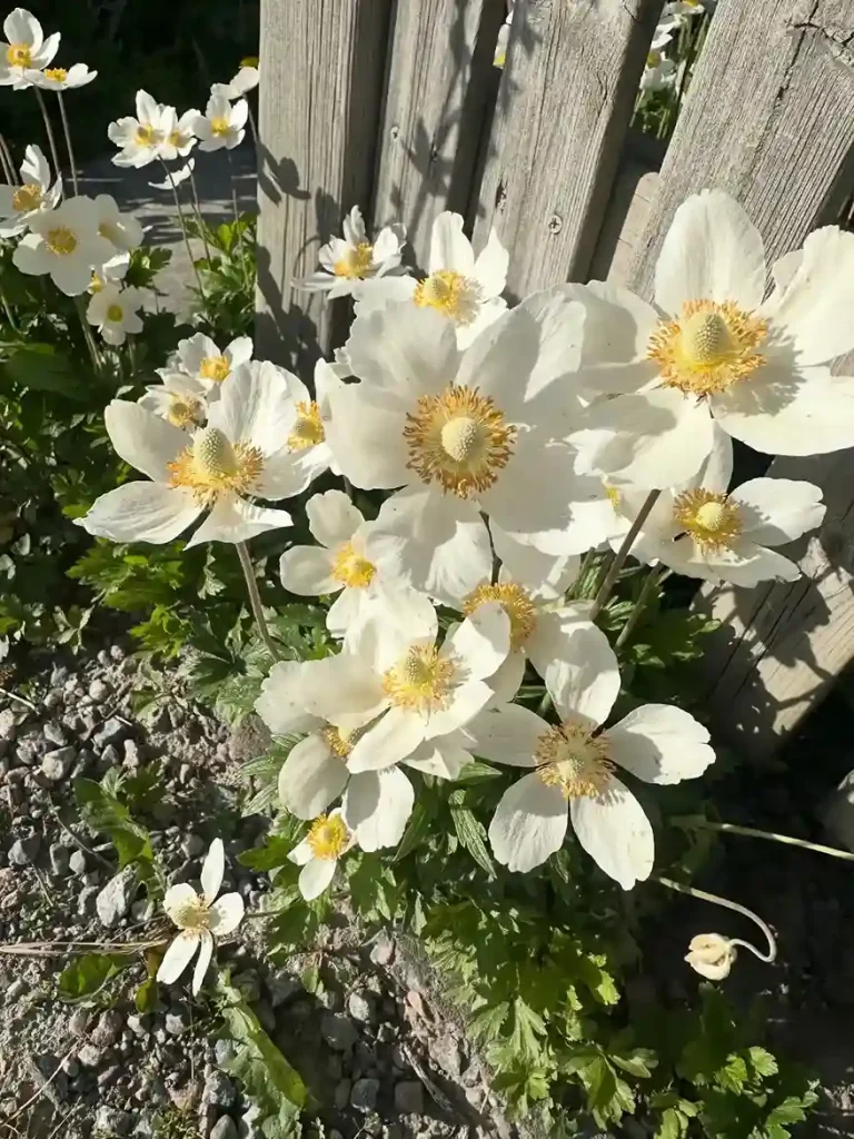 18. White Anemone Anemone