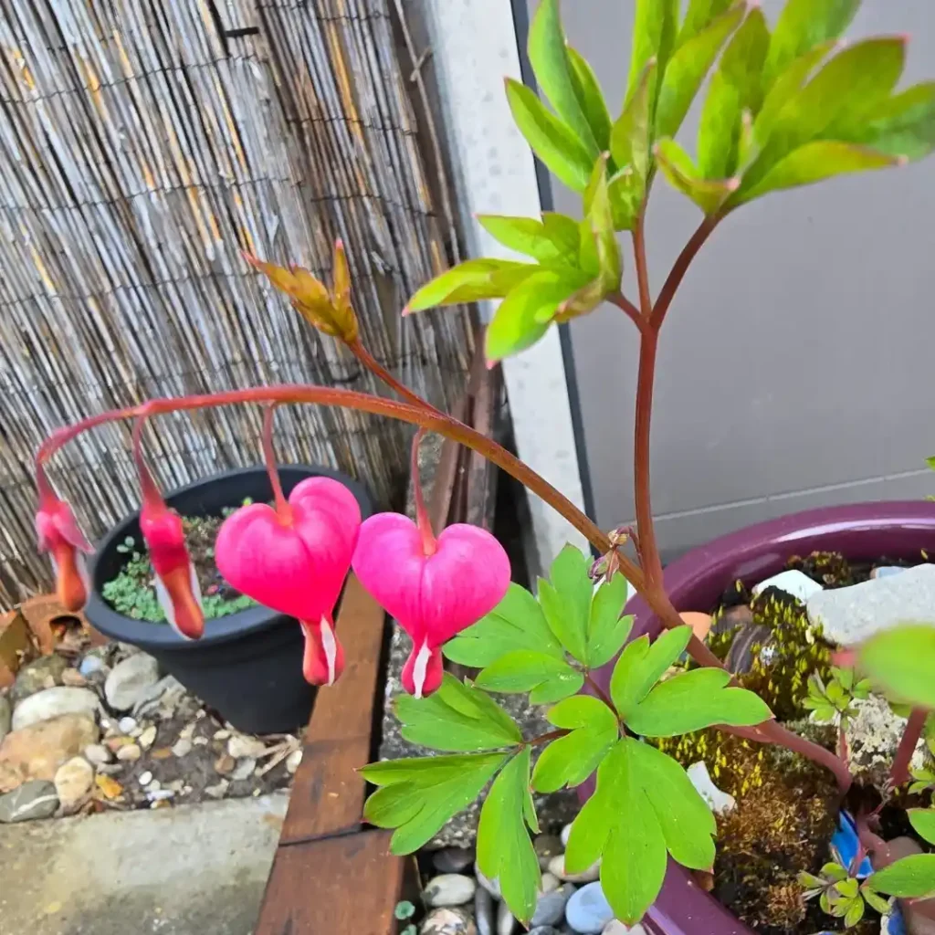 19. Pink Bleeding Heart Lamprocapnos spectabilis