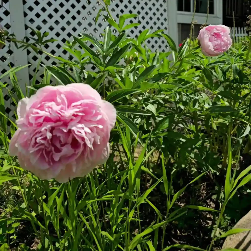 2. Pink Peony Paeonia