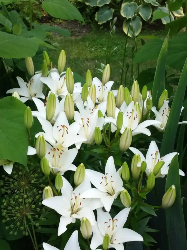 2. White Lily Lilium