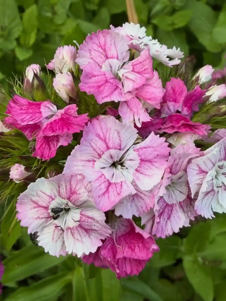 20. Pink Dianthus Dianthus