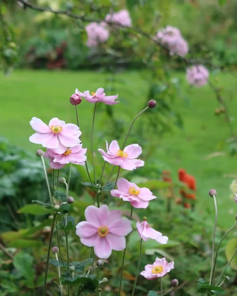25. Pink Anemone Anemone