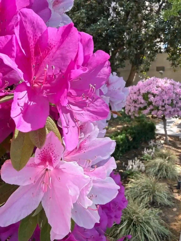 26. Pink Azalea Rhododendron