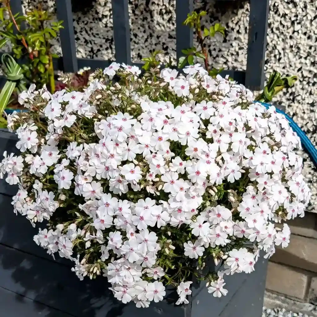26. White Phlox Phlox paniculata