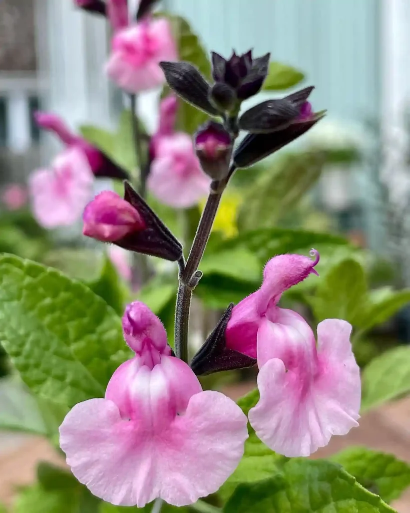 27. Pink Salvia Salvia