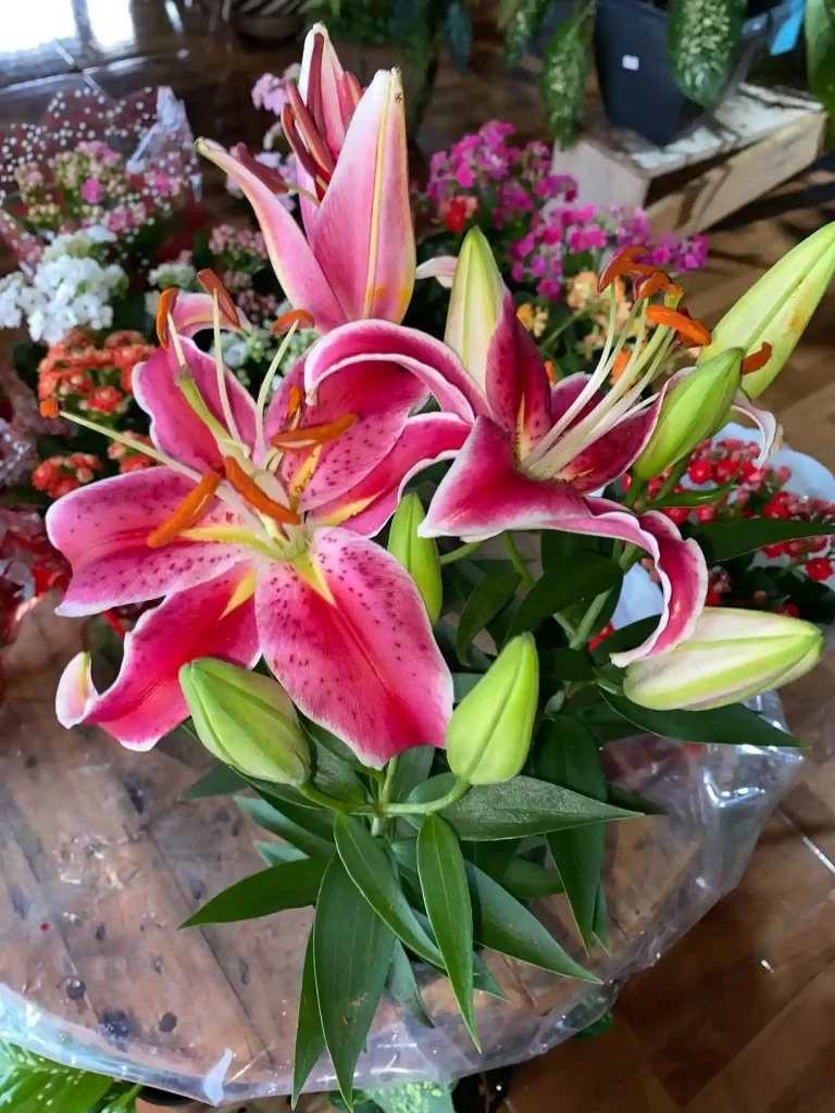 28. Pink Stargazer Lily Lilium orientalis