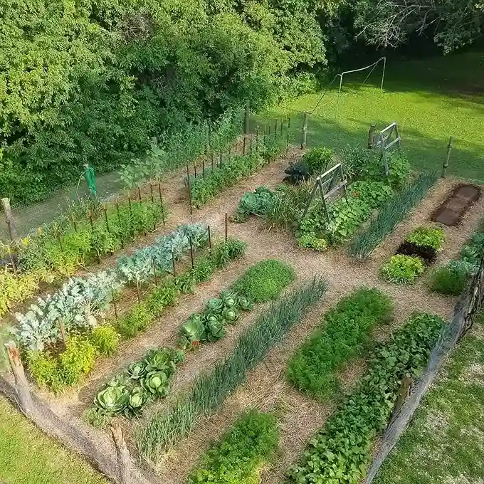 3. How to Plan Your Survival Garden