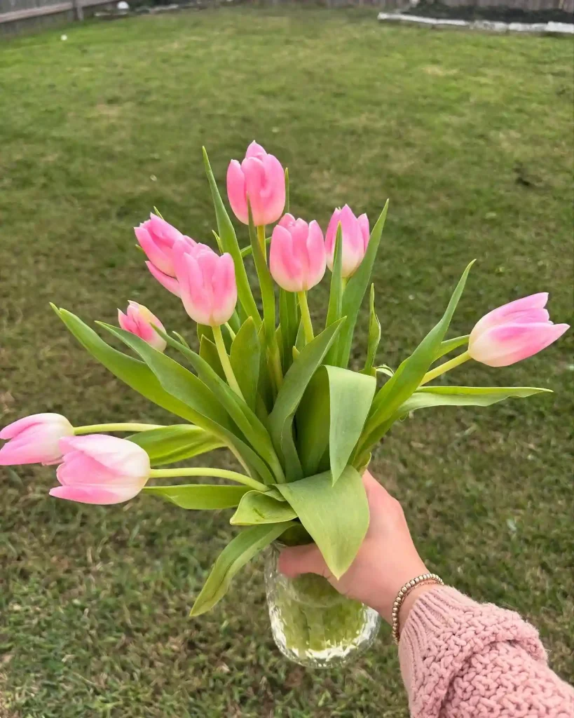 3. Pink Tulip Tulipa
