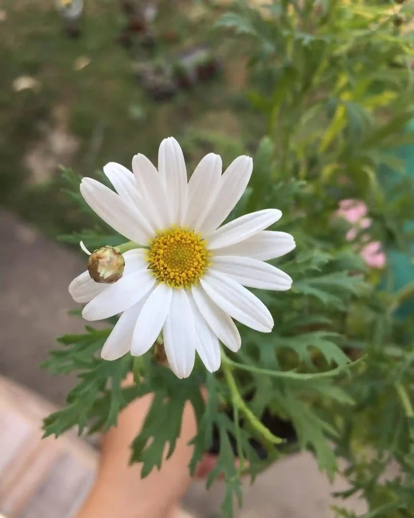 3. White Daisy Leucanthemum
