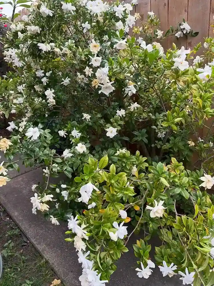 4. Gardenia Gardenia jasminoides