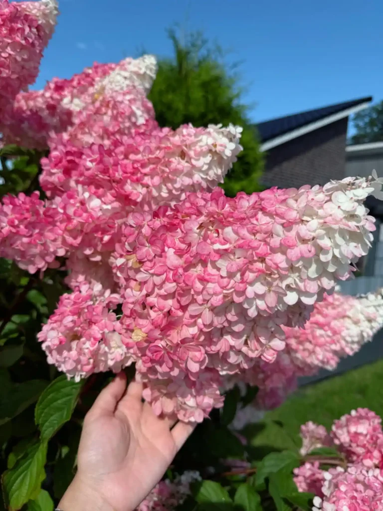 4. Pink Hydrangea Hydrangea