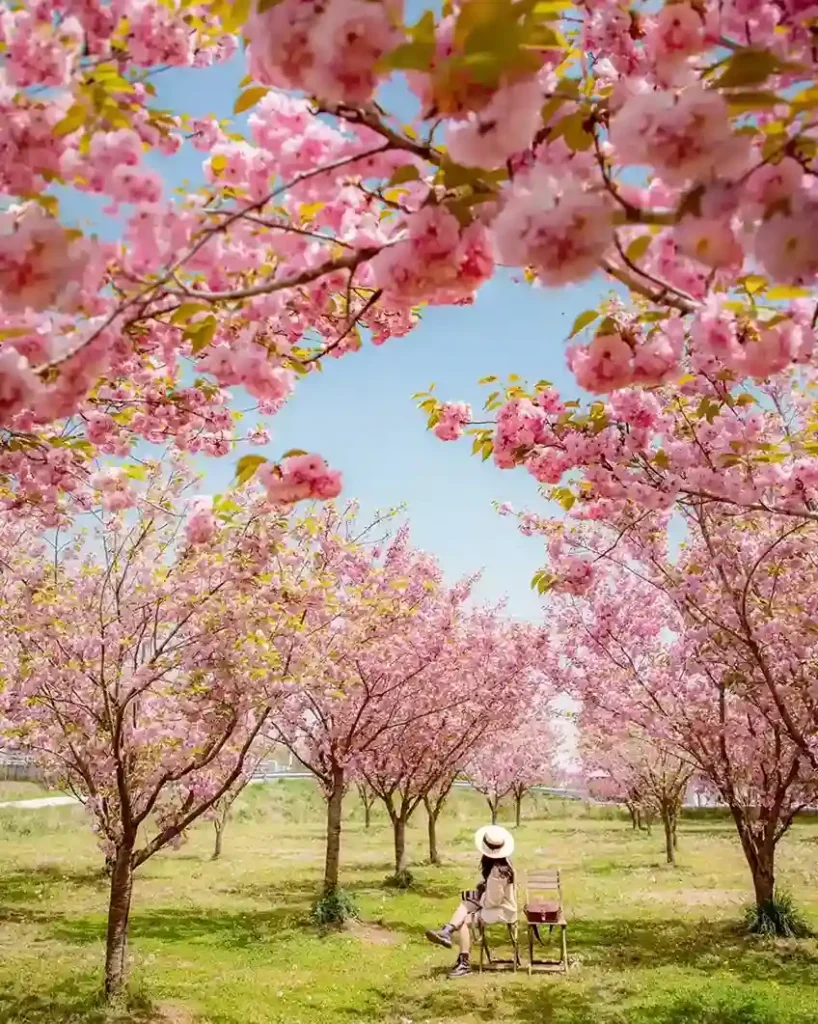 5. Pink Cherry Blossom Prunus